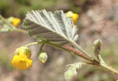 Hermannia althaeoides