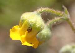 Hermannia althaeoides