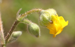 Hermannia althaeoides