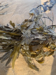Fucus serratus