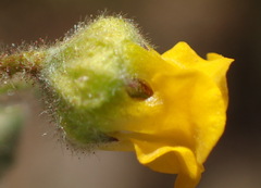 Hermannia althaeoides