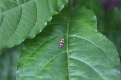 Erythrogonia accepta