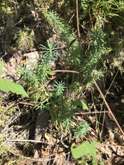 Euphorbia cyparissias