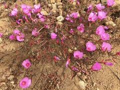 Clarkia rubicunda