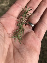Euphorbia cyparissias