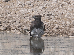 Polemaetus bellicosus