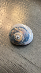 Neverita duplicata