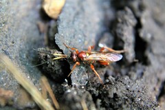 Ichneumon