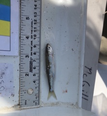 Notropis atherinoides