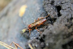Ichneumon