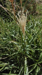 Miscanthus