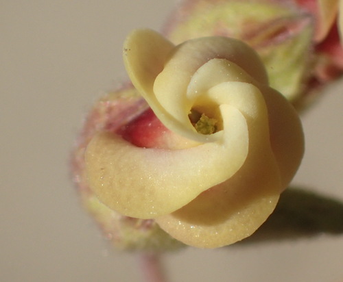 Hermannia gracilis