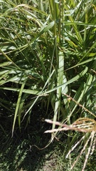 Miscanthus