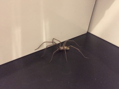 Eratigena