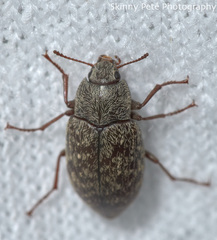 Epitragodes tomentosus