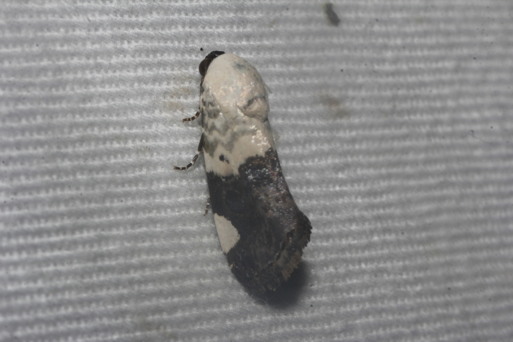 Tarache areloides
