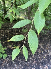 Betula alleghaniensis