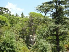 Pinus pinea