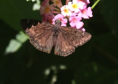 Erynnis horatius
