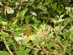 Icteria virens