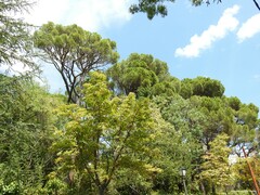 Pinus pinea