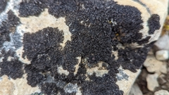 Lichinaceae
