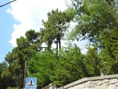 Pinus nigra