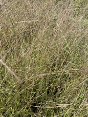 Digitaria cognata