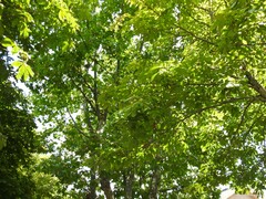 Aesculus hippocastanum