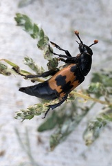 Nicrophorus marginatus