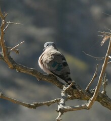 Turtur chalcospilos