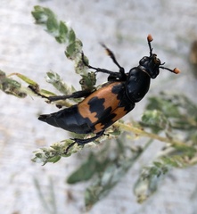 Nicrophorus marginatus