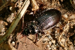 Nebria brevicollis