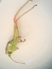 Conocephalini