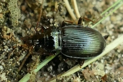 Nebria brevicollis