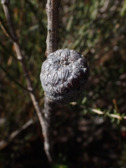 Allocasuarina distyla