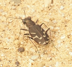 Cicindela tranquebarica