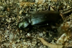 Nebria brevicollis