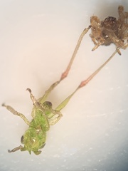 Conocephalini