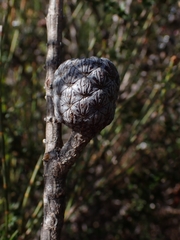 Allocasuarina distyla