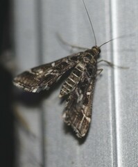 Diasemiopsis ramburialis