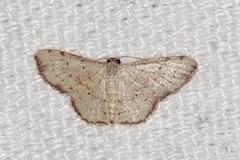 Idaea craspedota