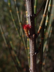 Allocasuarina distyla