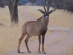 Hippotragus equinus equinus