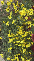 Coreopsis verticillata