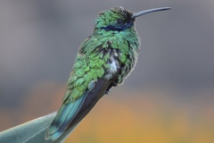 Colibri coruscans