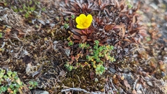 Saxifraga hirculus