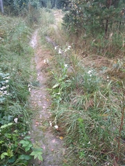 Nicotiana alata