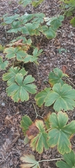 Podophyllum peltatum