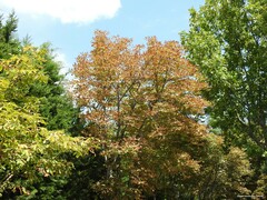 Platanus × hispanica